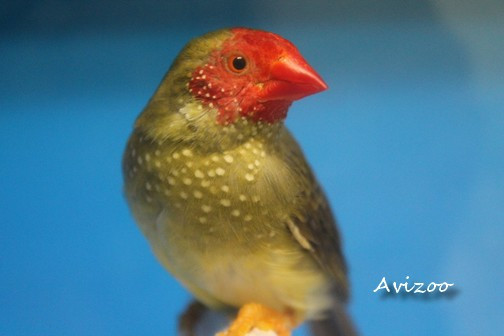 DIAMANT RUFICAUDA COUPLE DISPONIBLE dans Oiseaux à adopter  à Ville de Montréal - Image 4