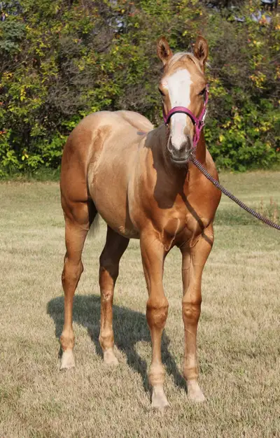 Lot 49 He sells October 10 in Stavely, AB at the Highwood Select Sale Barbie’s Dream Horse! Jennings...