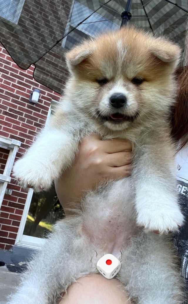 Japanese Akita puppies Dogs & Puppies for Rehoming City of Toronto