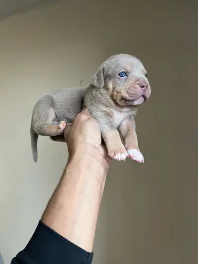 Bullies puppies rehome, View more