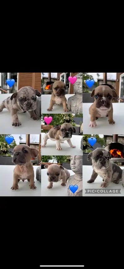 Voici de magnifiques chiots Frenchie de différentes couleurs et motifs, prêts à rejoindre vos foyers...