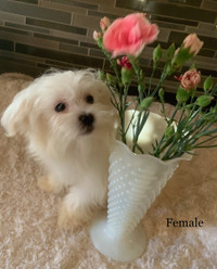 Male & Female Beautiful Maltese Puppies Ready To Go