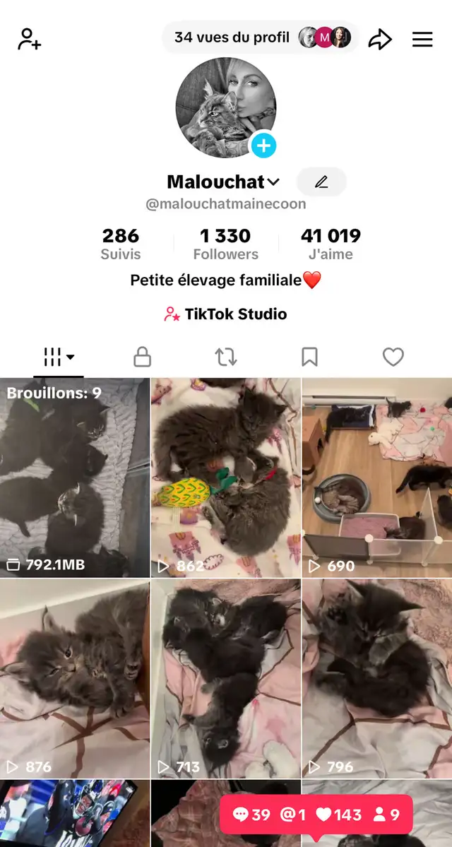 FEMELLES CHATONS MAINE COON(TICA)