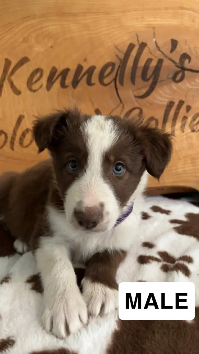 Border Collie Puppies  READY TO GO ! in Dogs & Puppies for Rehoming in Napanee - Image 4