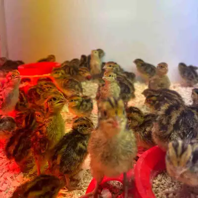 Coturnix Quail Chicks , View more