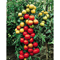 Tomate Moneymaker ( plant )