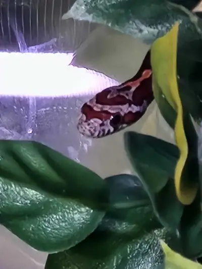 Baby Classic Corn, View more