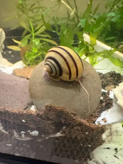 Spixi snails, View more
