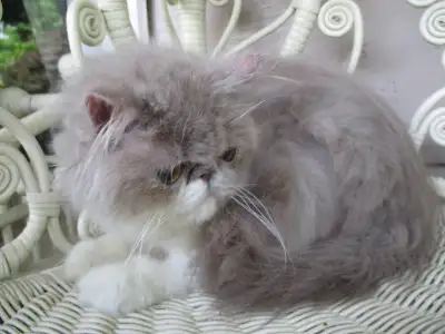 Reduced pretty rare lilac tabby bi extreme girl PERSIAN,  shots!, View more