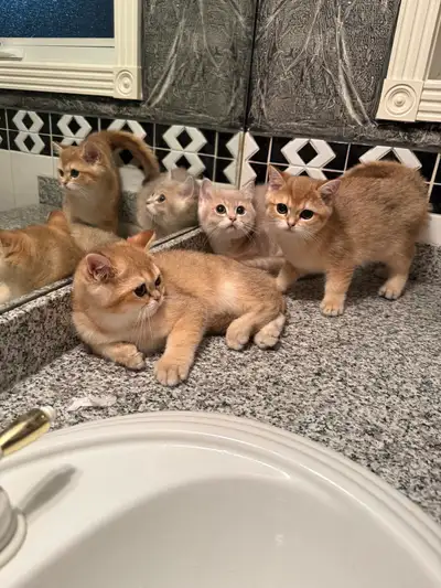 British Shorthair Kittens – Beautiful Golden & Silver Shaded, View more