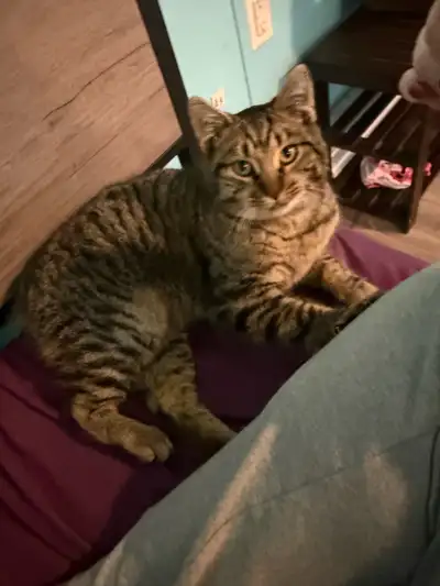 brown tabby male, View more