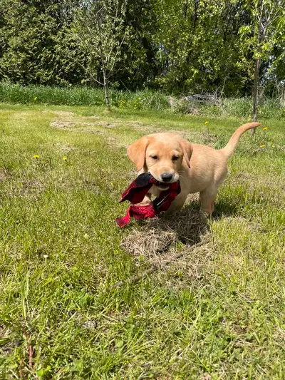 Superbe mâle Labrador de 10 semaines disponibles dès maintenant. Il est enregistré au Club Canadien,...