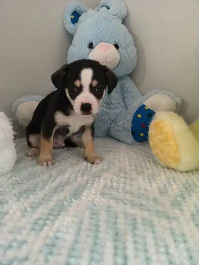 ❤️ VALENTYNE ENTERPRISE ❤️ CHIHUAHUA PUPS + KITTEN 7059303541, View more