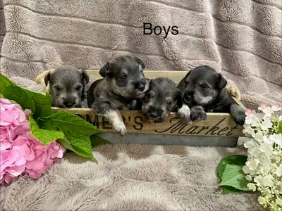 Miniature Schnauzer puppies, View more