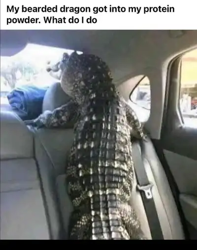 Reptiles for sale, View more