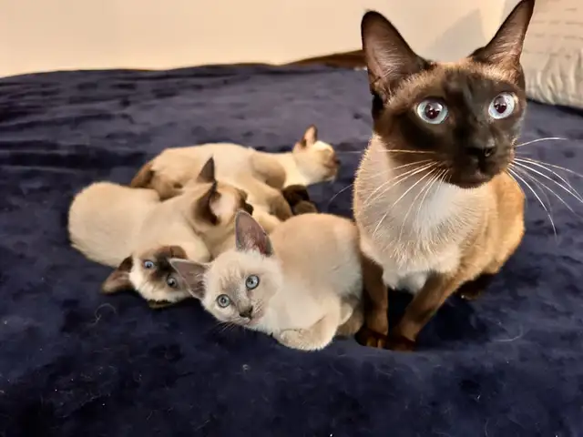 Mâle Siamois pour ‘ collaboration ‘ avec votre femelle