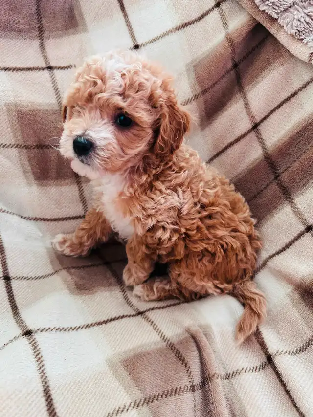 Beautiful Cavapoo Puppies in Dogs & Puppies for Rehoming in Markham / York Region - Image 6