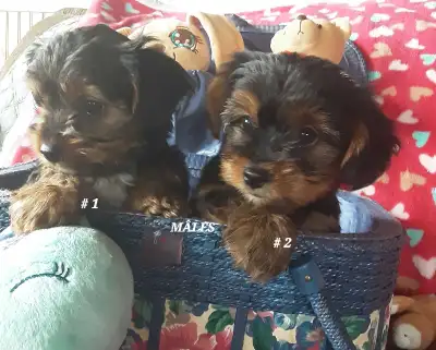 BÉBÉS YORKSHIRE À VENDRE, View more
