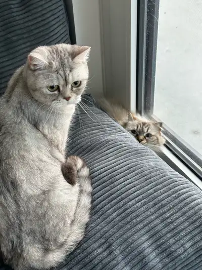Ragdoll and British Shorthair Cats, View more