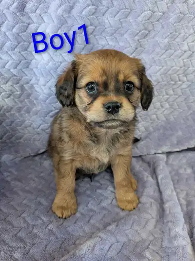 Cavalier King Charles/Pomeranian, View more