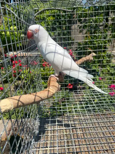 Albino Indian Ringneck Female, View more