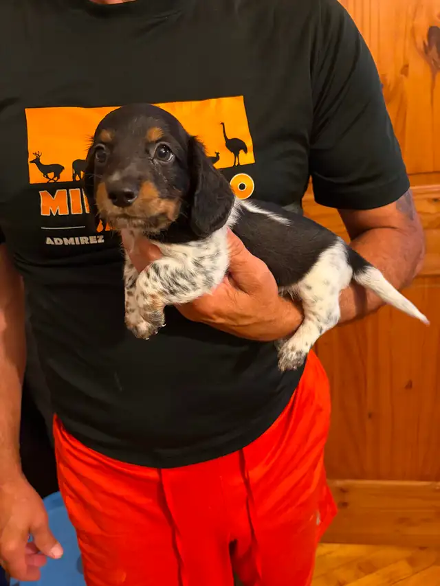Teckel miniature poil long in Dogs & Puppies for Rehoming in Trois-Rivières - Image 6