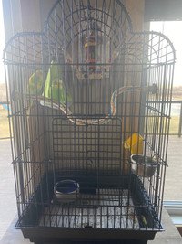 2 Budgie’s & Cage for sale