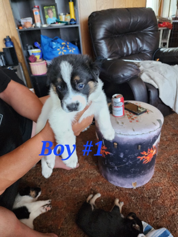 Puppies for Sale Dogs & Puppies for Rehoming Kamloops Kijiji