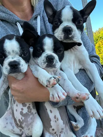 Boston terriers Ready, View more