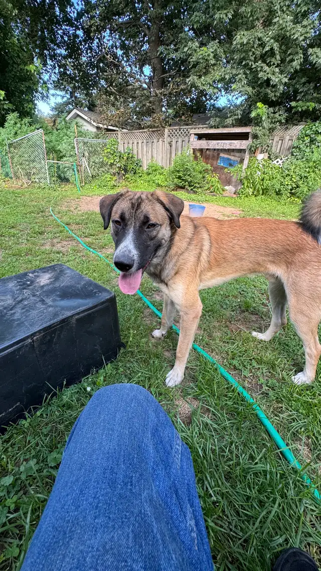 Cooper - READ DESCRIPTION | Dogs & Puppies for Rehoming | Hamilton ...
