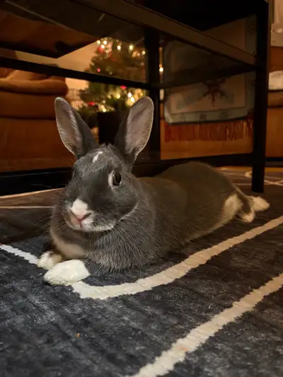Rabbit for Rehoming, View more