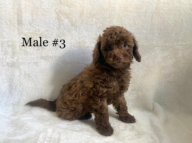 1 LEFT** Purebred Miniature Poodle Puppies !! in Dogs & Puppies for Rehoming in Vernon - Image 3