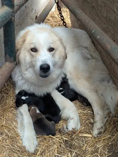 Pyrenees/shepherd mix puppies, View more