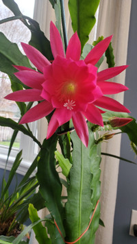 Red orchid cactus