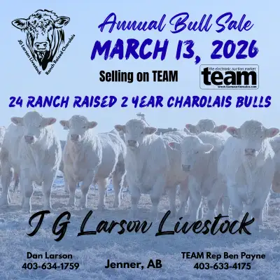 Charolais bulls , View more
