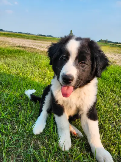 Puppies for sale, View more