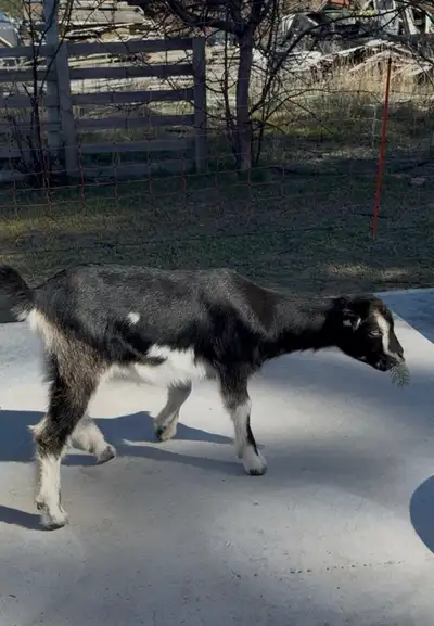 Mini Lamancha Doeling, View more