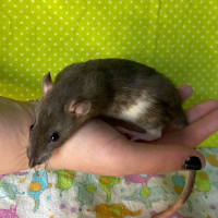 3 Rats for Adoption