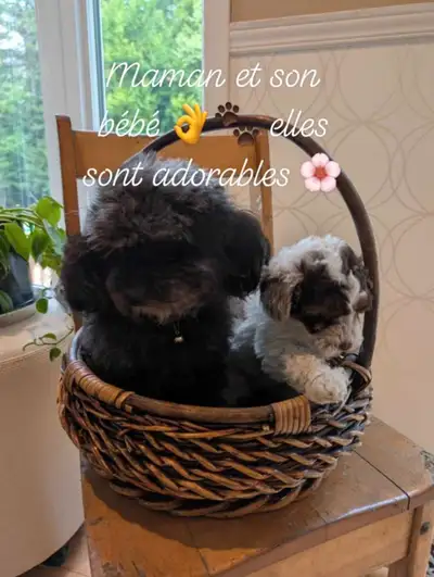 Petite caniche toys, View more