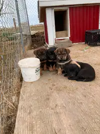 Wonderful puppies (*ALL SOLD, PENDING PICK UP OF THE LAST 2*)