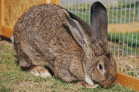 ISO Flemish giant rabbits