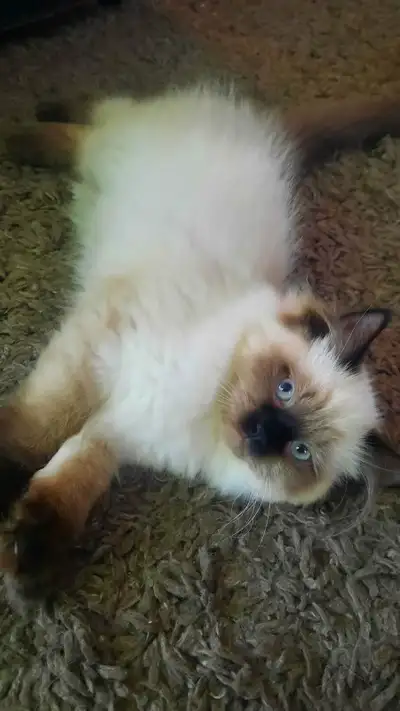 ❣️Male Seal Point Himalayan Kitten❣️, View more