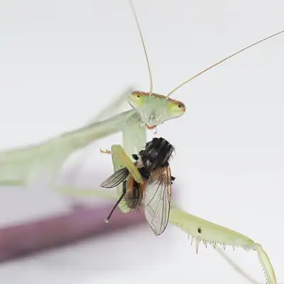 Chinese mantis (Tenodera sinensis), View more
