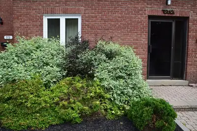 Lovely1-bedroom furnished apartment central-Toronto west
