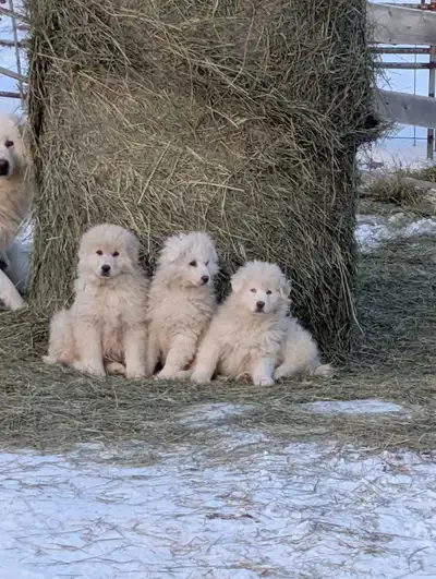 Guardians LGD, View more