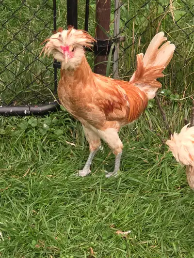 Beautiful polish roosters available. Born March 1, 2026.