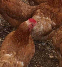 Red sex links laying chickens