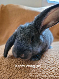 Flemish giant/New Zealand Rabbit babies