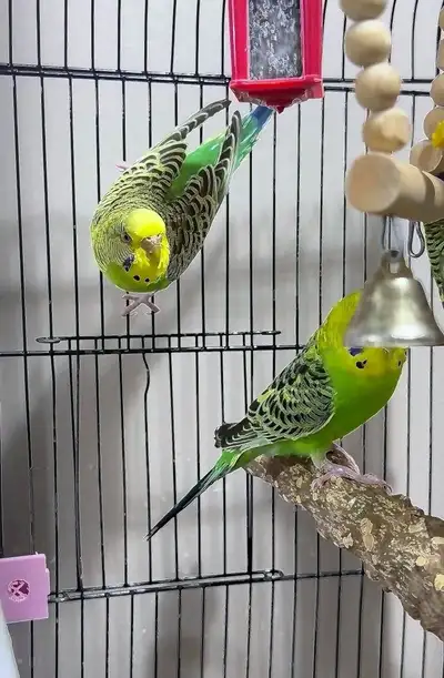 Budgerigar (Parakeet) - Byron, Blake & Keats..., View more