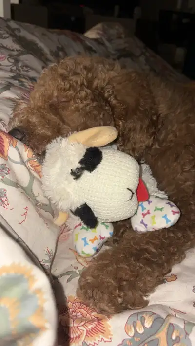 Cockapoo puppy - URGENT, View more